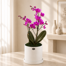 만천홍 A