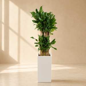 황금죽